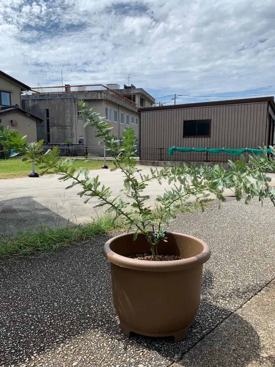 昨年にアカシアミモザの苗を購入して育てていますが、上には伸