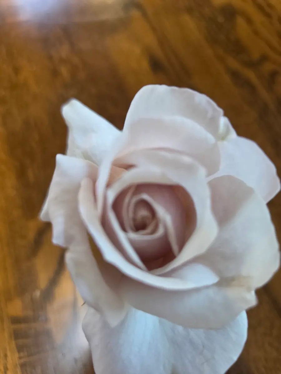 入手難しい薔薇苗 開花株 （バラの育て方」丨初心者には難しい
