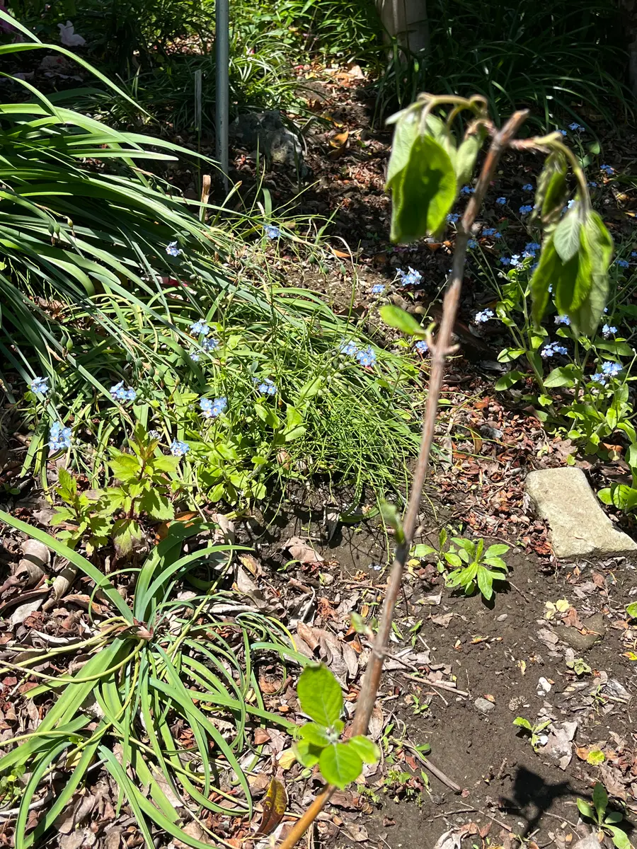 553.　アナベル　抜き苗 ピンクのアナベル。苗で購入し、昨年は少し花をつけました。今