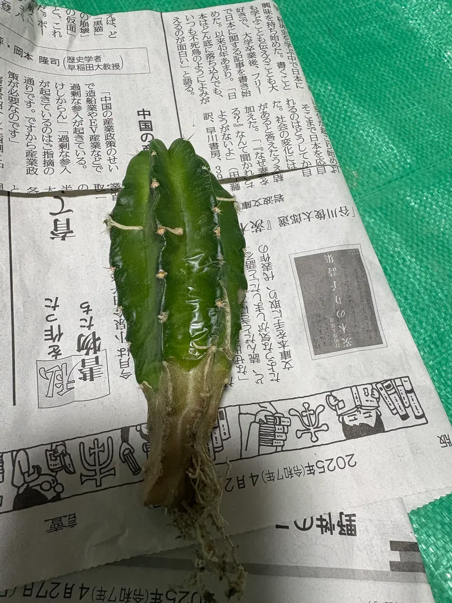 えびサボテンの抜き苗を頂いたのですが、少し乾かしてから植え えびサボテンの抜き苗を頂いたのですが、少し乾かしてから植え