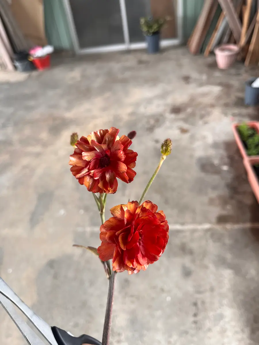 一番の ラナンキュラスラックスの見切り品を購入しました。この花の品 花