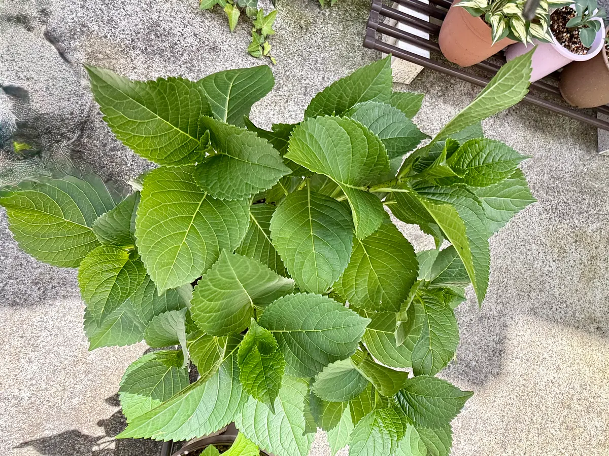 紫陽花 花 が 咲か ない
