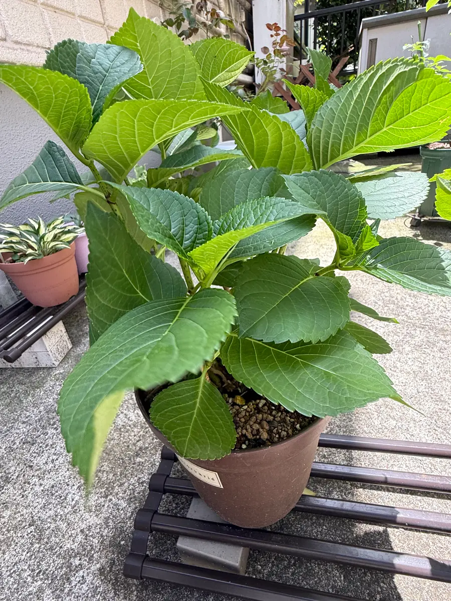 紫陽花 花 が 咲か ない