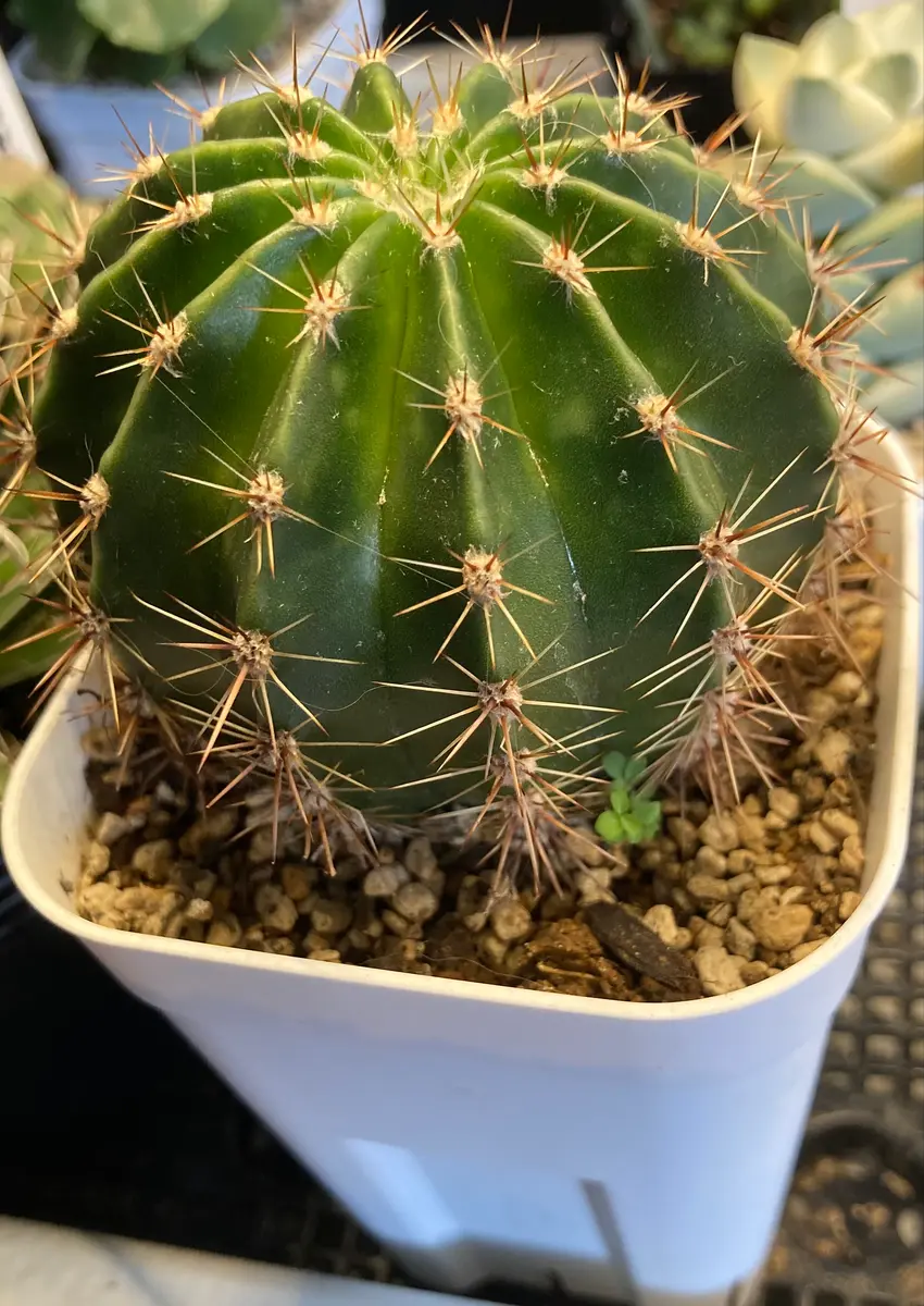サボテン　品種名わかりません。 知人から、増えすぎたからと貰ったサボテンです。名前不明なの