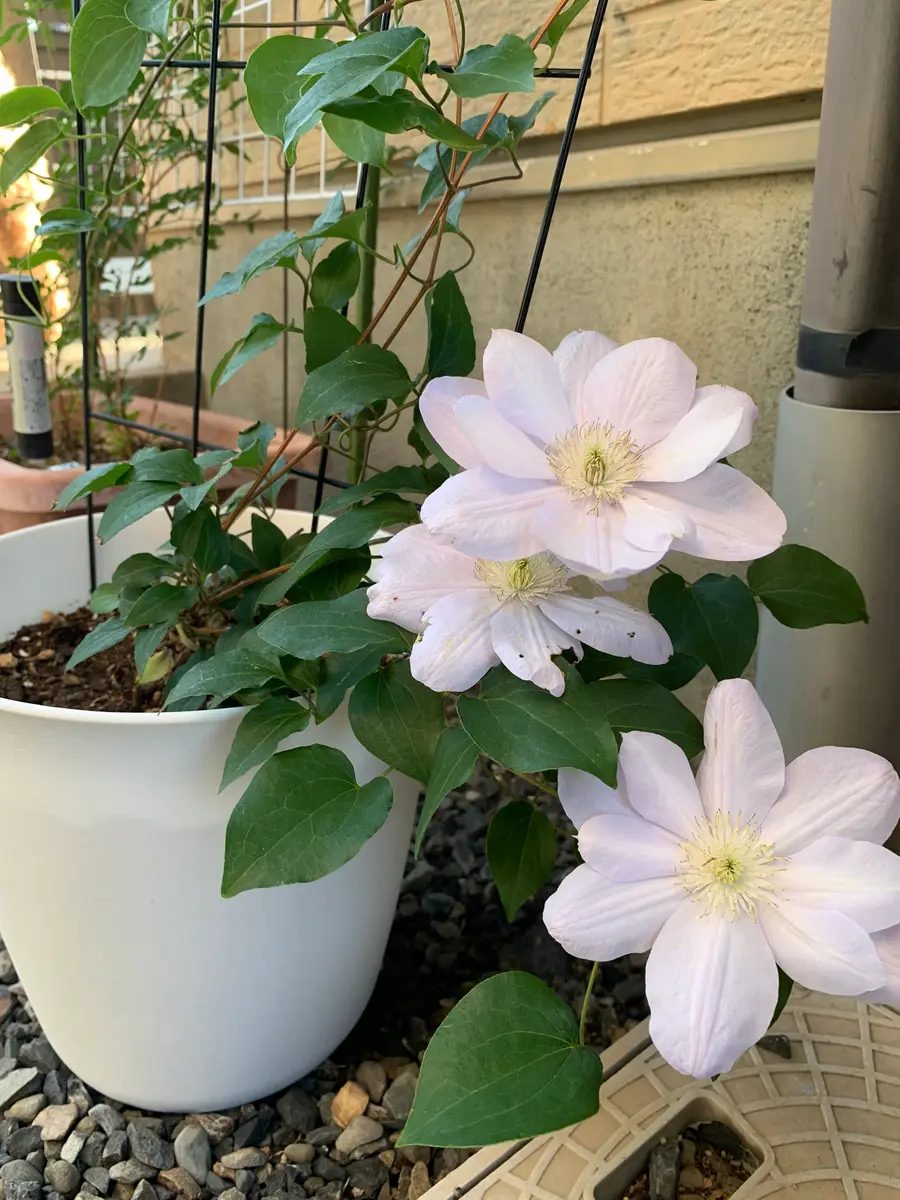 クレマチス エンテル ポット苗《3/1》湘南のクレマチス 【公式通販】