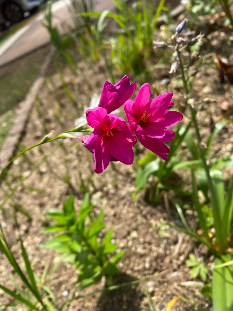 みなさん、コメントありがとうございます。2枚目の紫の花の葉