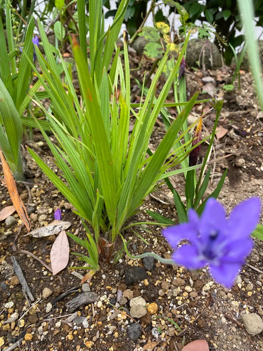 みなさん、コメントありがとうございます。2枚目の紫の花の葉