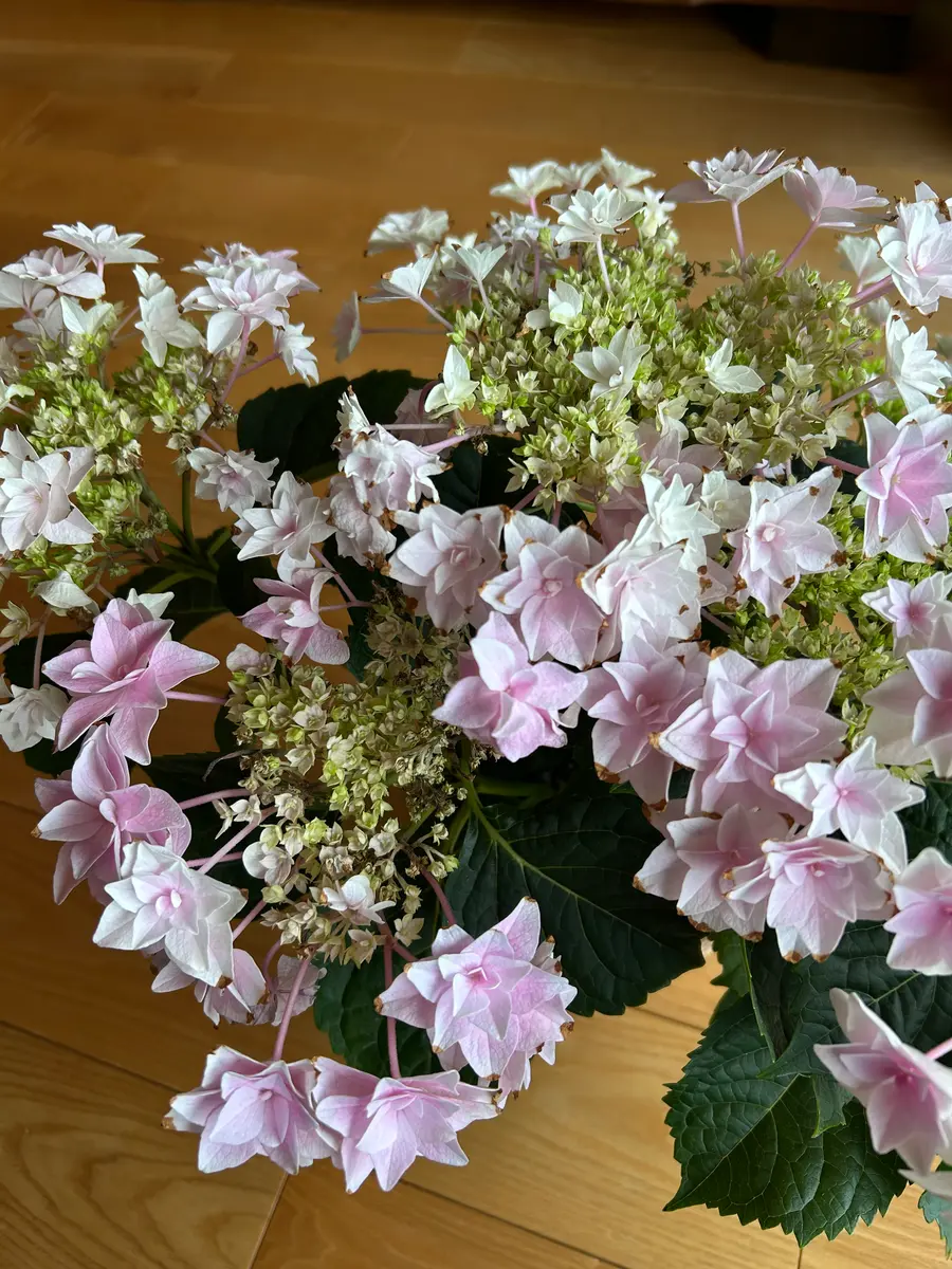 購入して3週間のアジサイのハイドランジアですが、花びらの先が