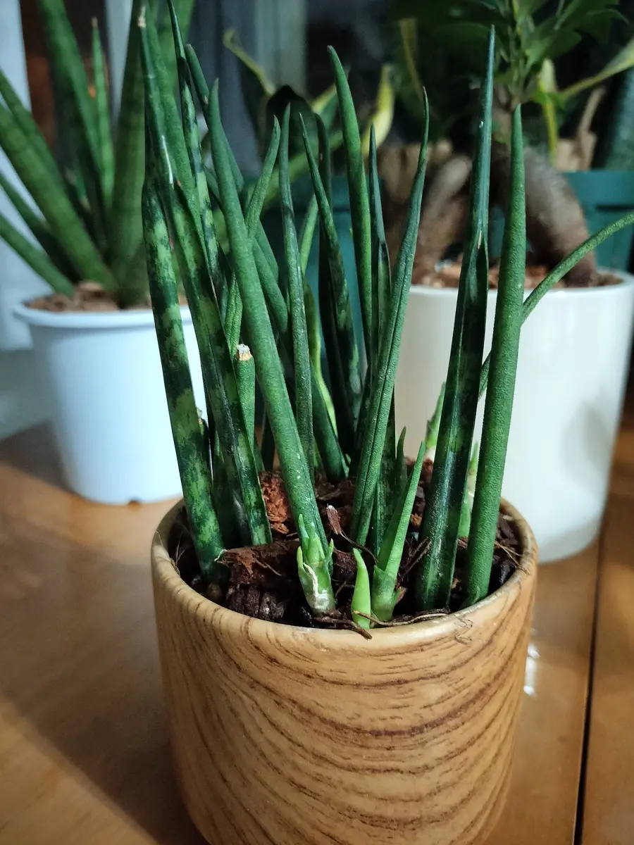 サンスベリアです。ハイドロカルチャーを土に植えかえたいので