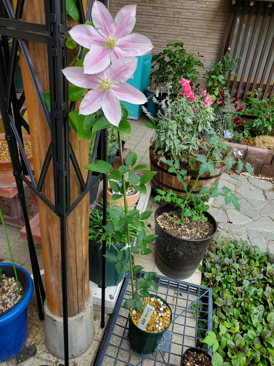 クレマチスについて質問です。去年からプリンセスアレキサンド