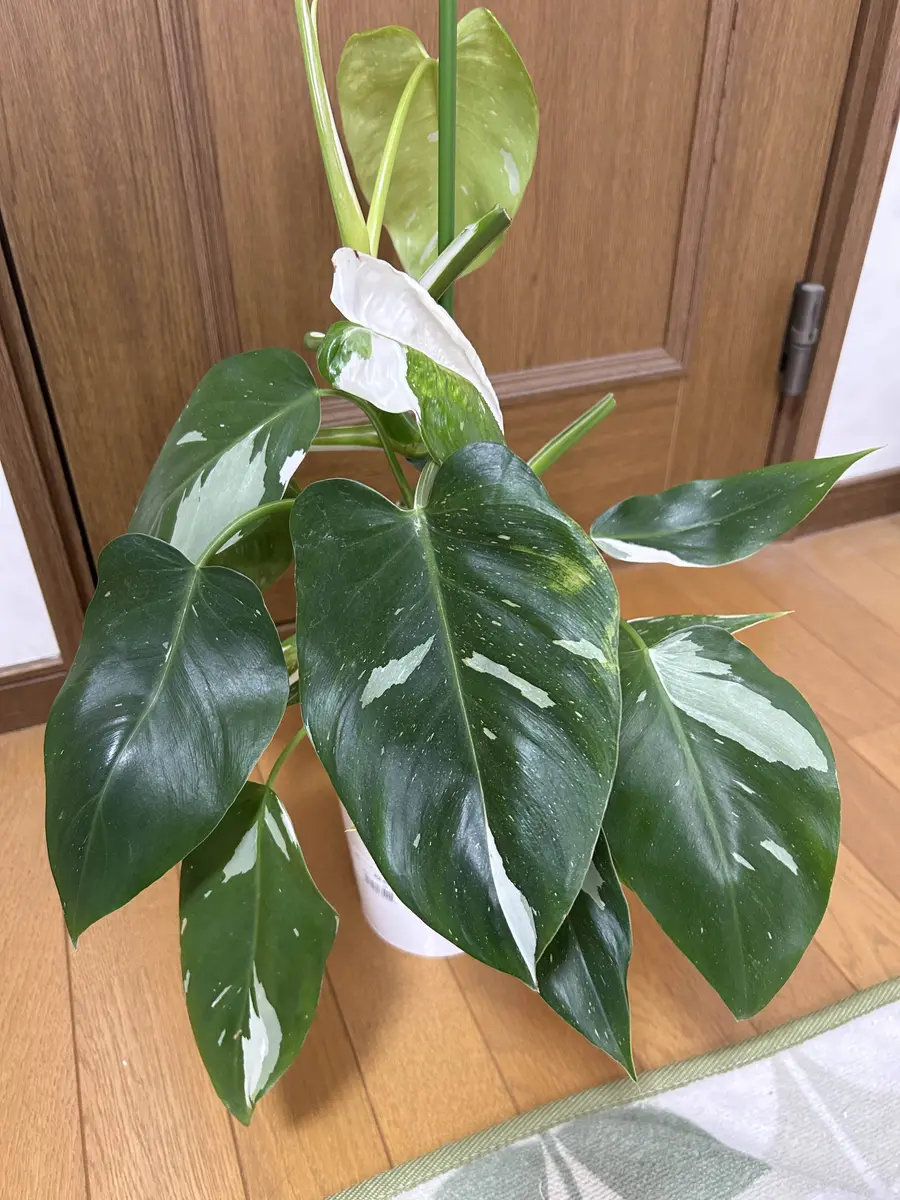 フィロデンドロン ホワイトウィザードについて教えてください｜園芸