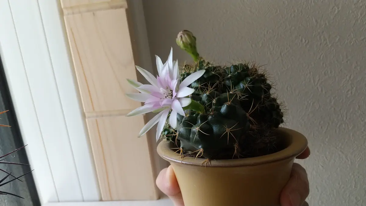 15年ほど育てているサボテンに、ついに花が咲きました！昨年も