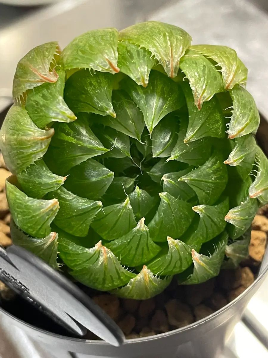 多肉植物の桜水晶というハオルチアについて悩んでいます。購入