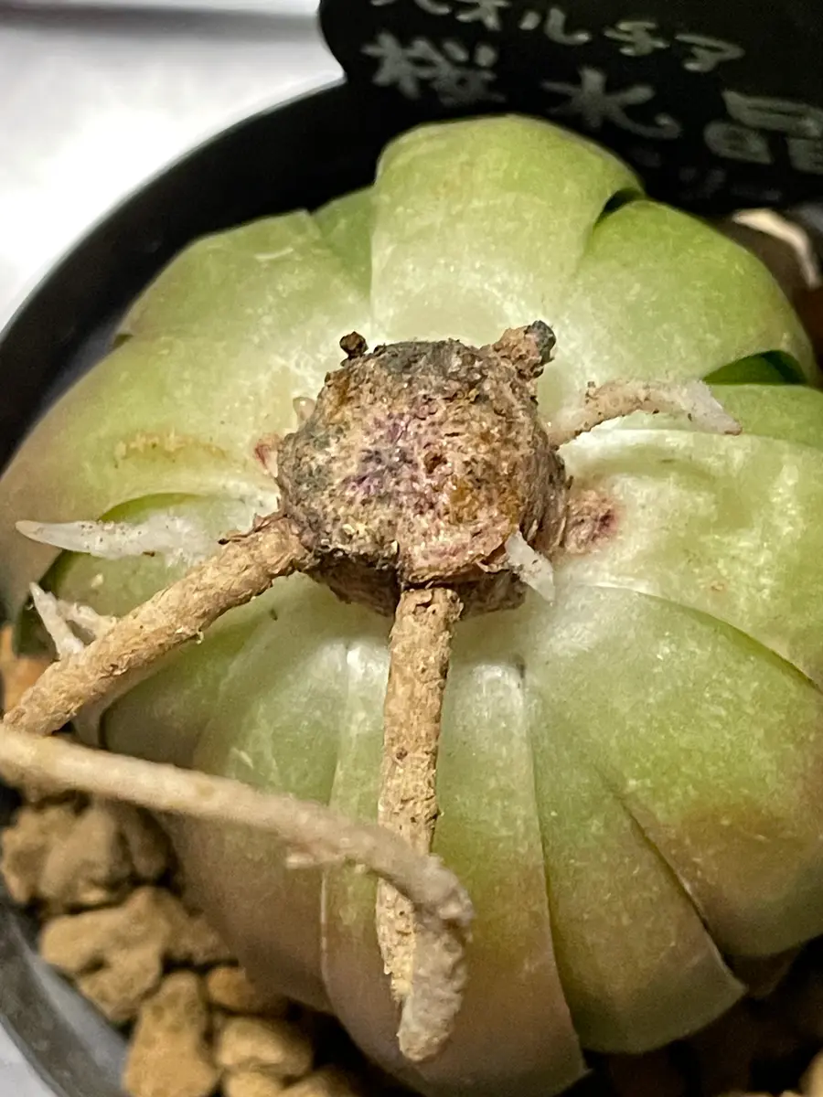ぴ*吉様 【桜色クリスタル】ハオルチア 斑入り多肉植物 宝石窓 極上株 桜色クリスタル】ハオルチア 斑入り多肉植物 宝石窓 極上株