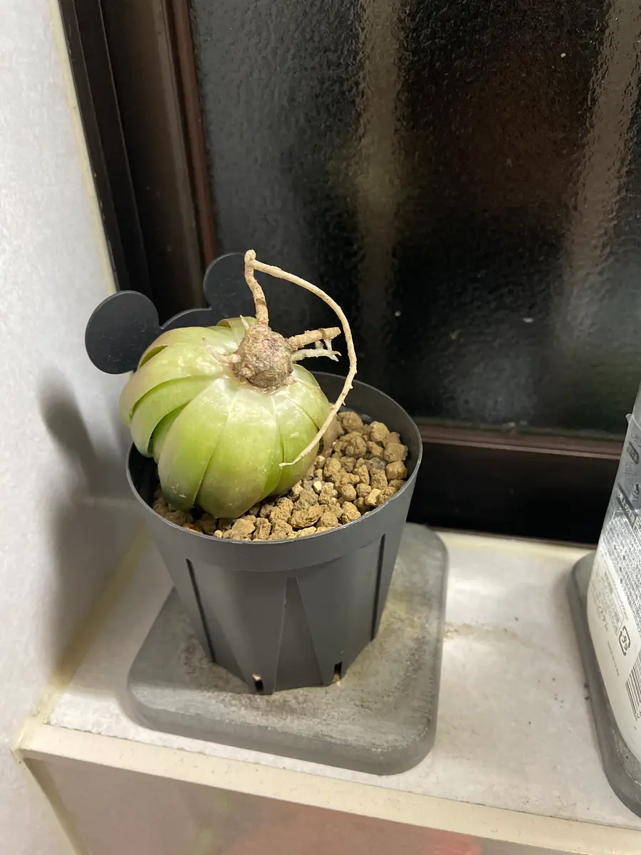 ぴ*吉様 【桜色クリスタル】ハオルチア 斑入り多肉植物 宝石窓 極上株 桜色クリスタル】ハオルチア 斑入り多肉植物 宝石窓 極上株