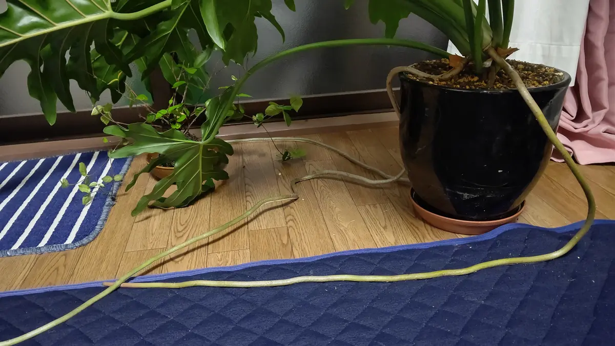 セローム 東京か周辺の方で取りに来る方限定 セローム 東京か周辺