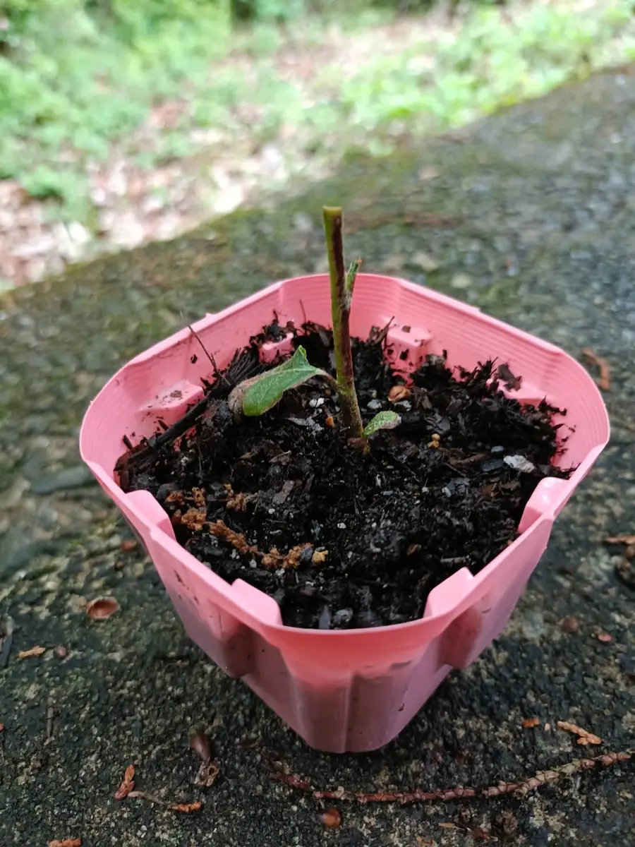 果物のビワを種からやっとの思いで、成長させポットから地植え