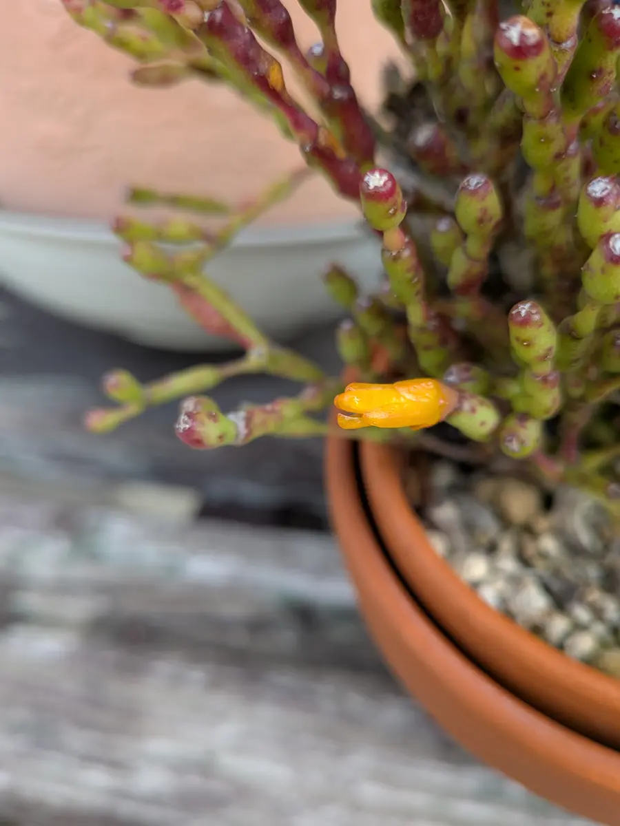 頂き物の、多肉植物ですが、名前が不明です、教えていただけれ
