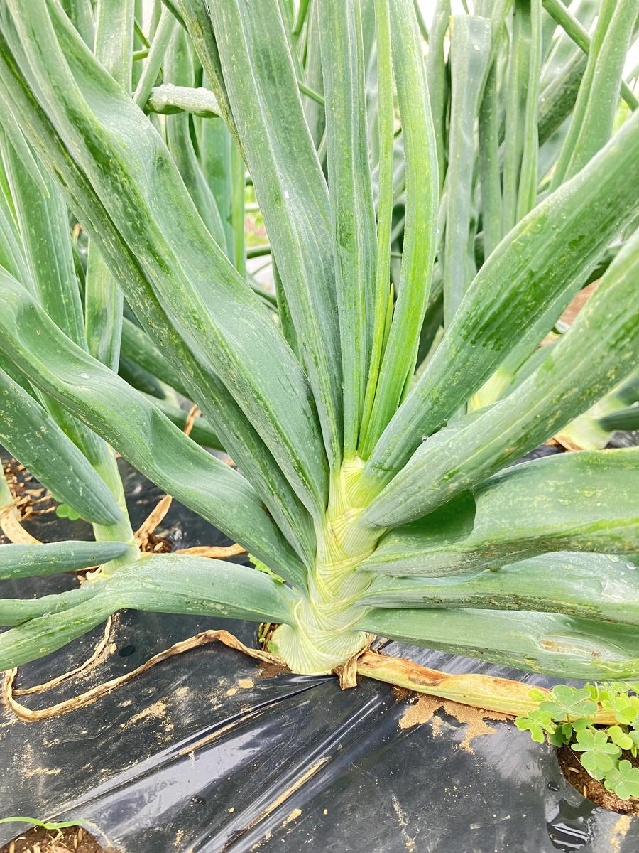 この玉ねぎ(もみじ3号)は大丈夫でしょうか？茎元が妙に成長し...｜園芸 