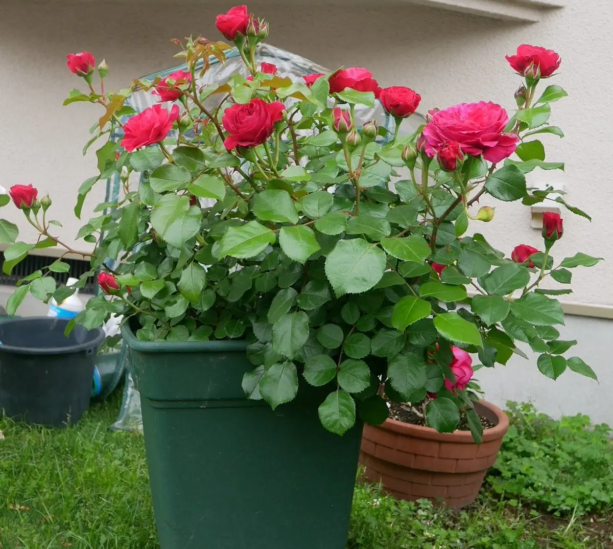 赤薔薇を2種類育てていますがレッドレオナルドダビンチとルージ