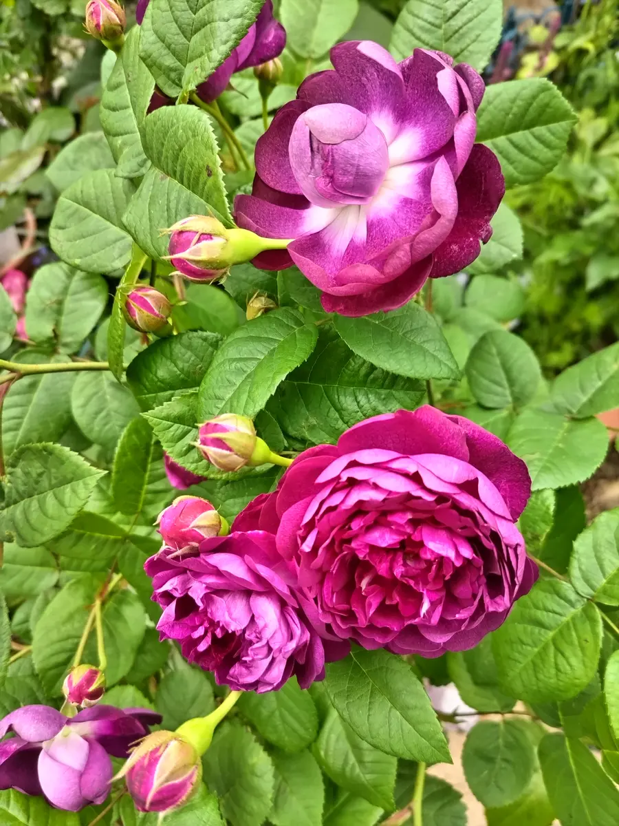 薔薇の名前を教えて下さいGoogleレンズで検索しましたがヒット
