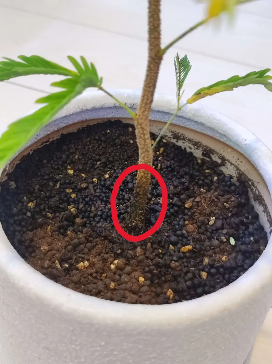 5日ほど前に小さめのエバーフレッシュを購入し、鉢に移し替えて