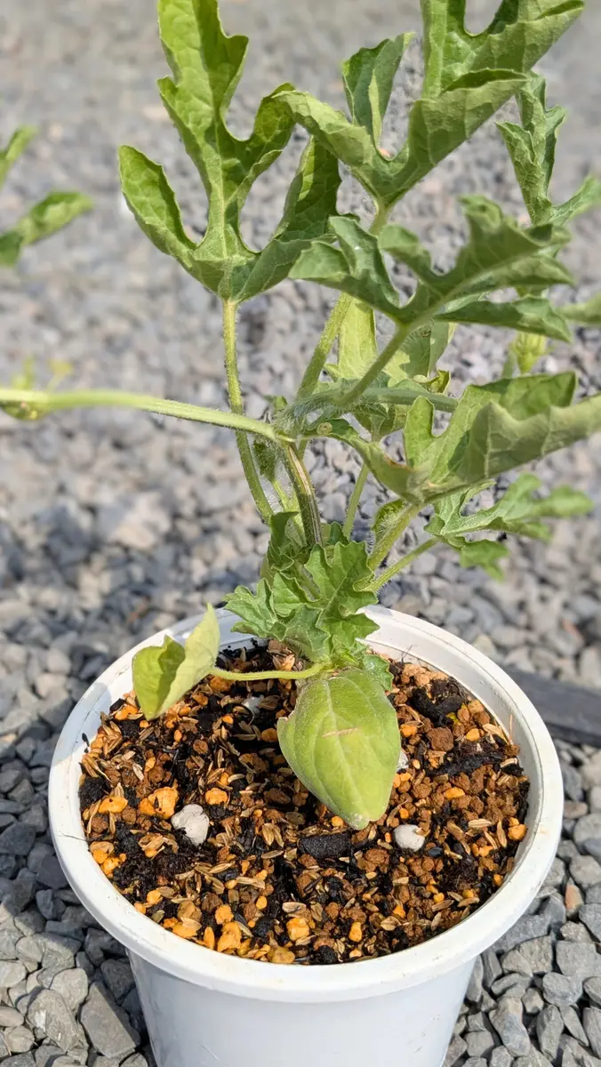 台湾製花瓶 電気で変化 台湾製花瓶 電気で変化 台湾製花瓶 電気で変化