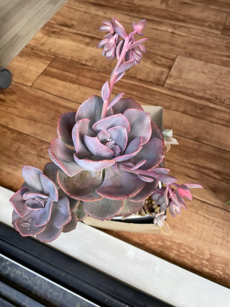 多肉植物 カット苗♡プリンセスパール大苗 育てて2年、エケベリアプリンセスパールですがニョキっと真っ｜園芸