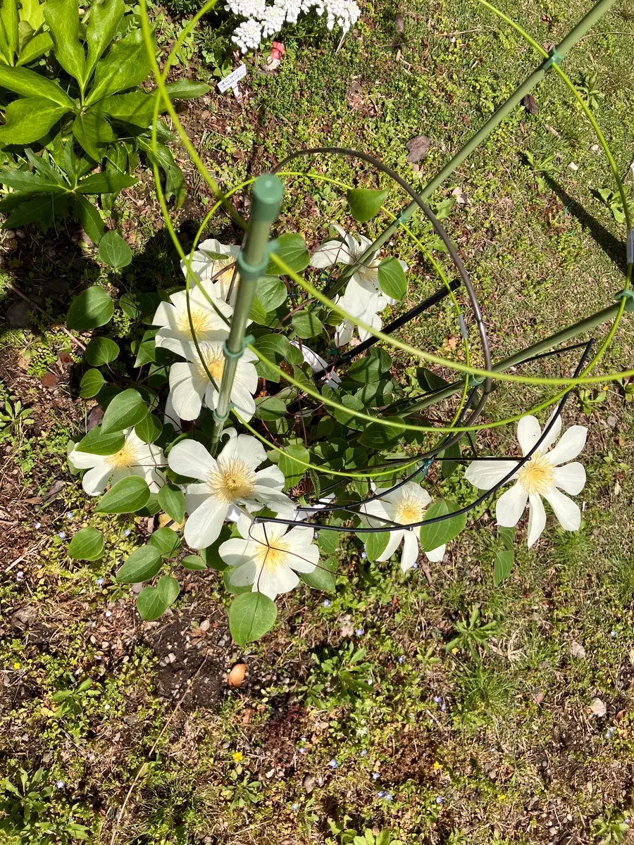 いつもお世話になりますクレマチス、ベルシュタインの花後の様