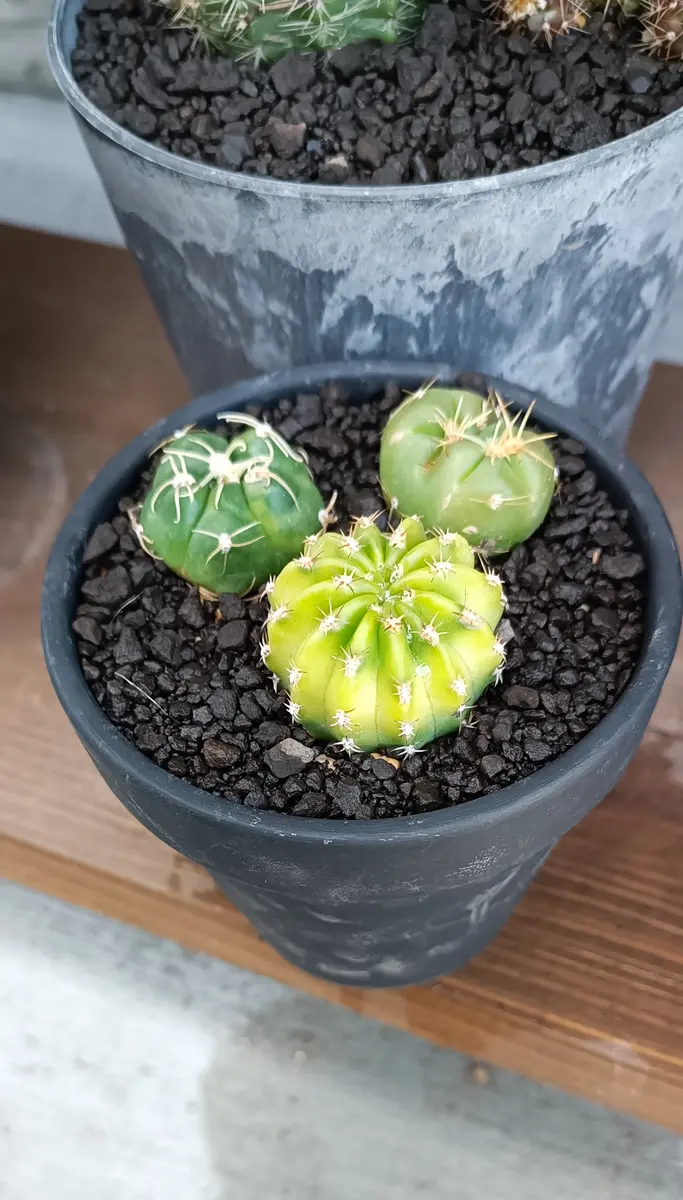 img_cache_q_44514_1_1747108044