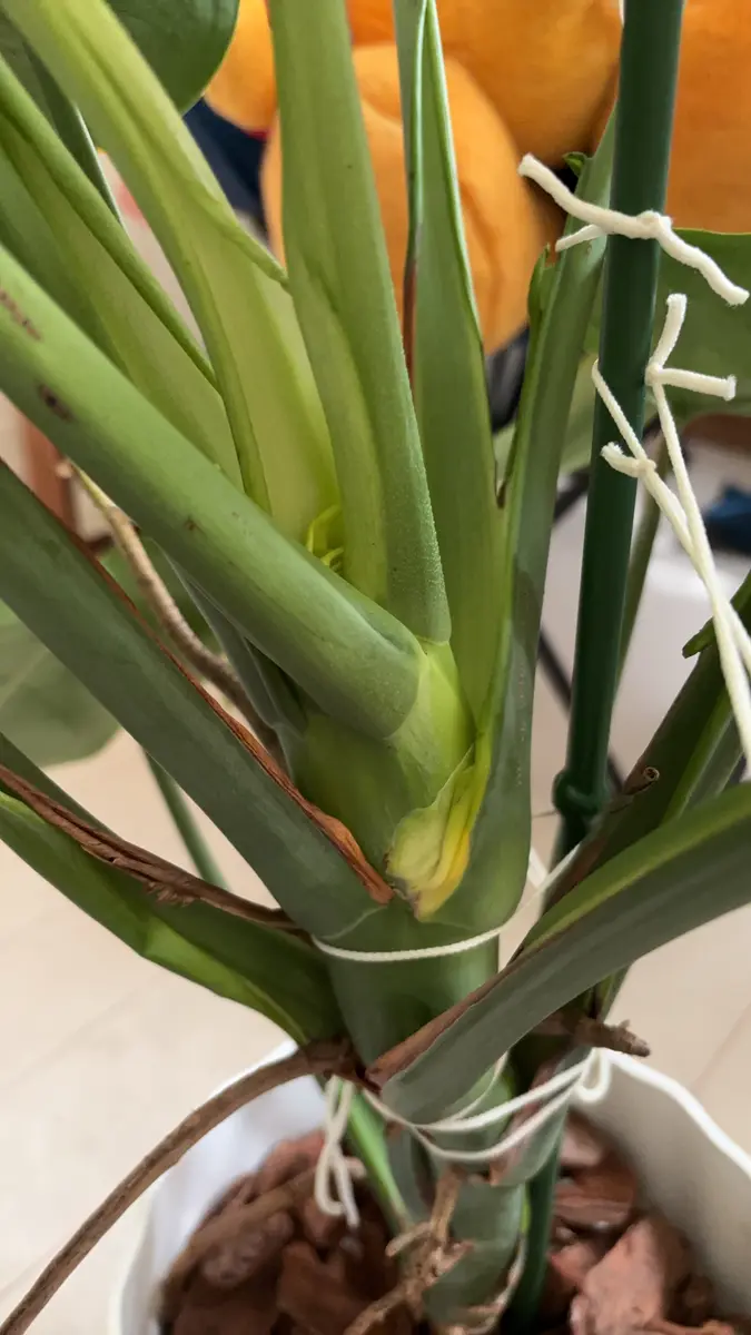 モンステラについて質問です。モンステラは普通は1枚ずつ葉が｜園芸