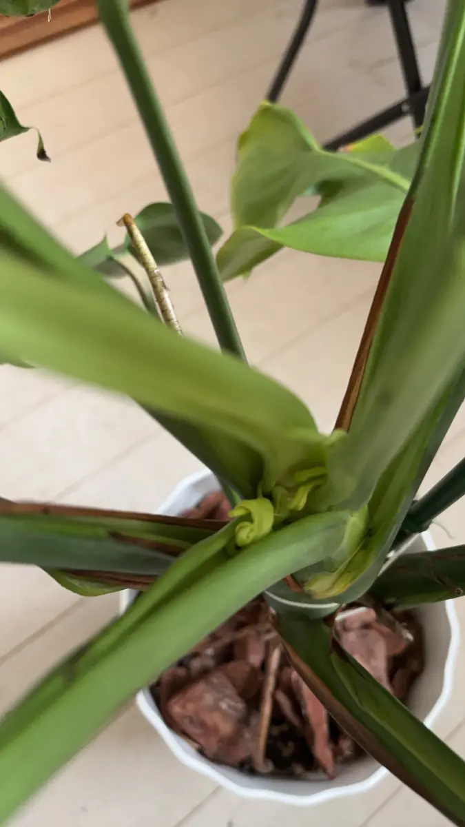 モンステラについて質問です。モンステラは普通は1枚ずつ葉が｜園芸