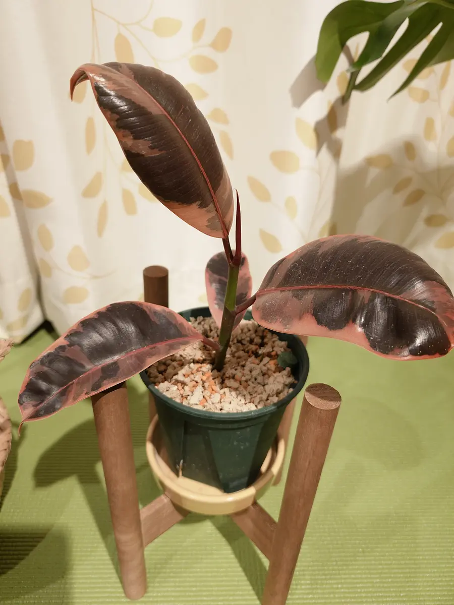 フィカス　確認用　購入不可 フィカス 確認用 購入不可 2月下旬に購入したフィカス・ルビーのことです。