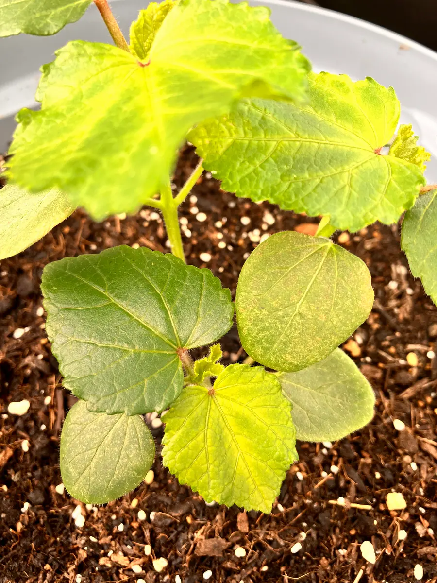 斑入りオクラ苗木 鉢ごと発送〜 斑入りオクラ苗木 鉢ごと発送〜