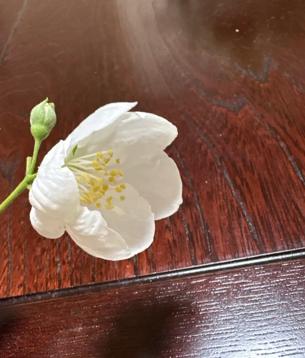 これが何の花か、わかる方がいらっしゃいましたら、教えていた