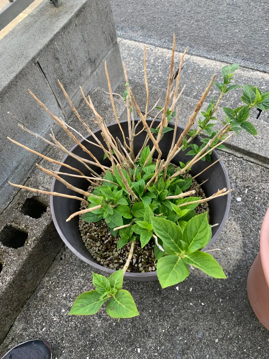 輪葉葉 2点 （わはは 招き猫 うしし招き猫 11点おまとめ）