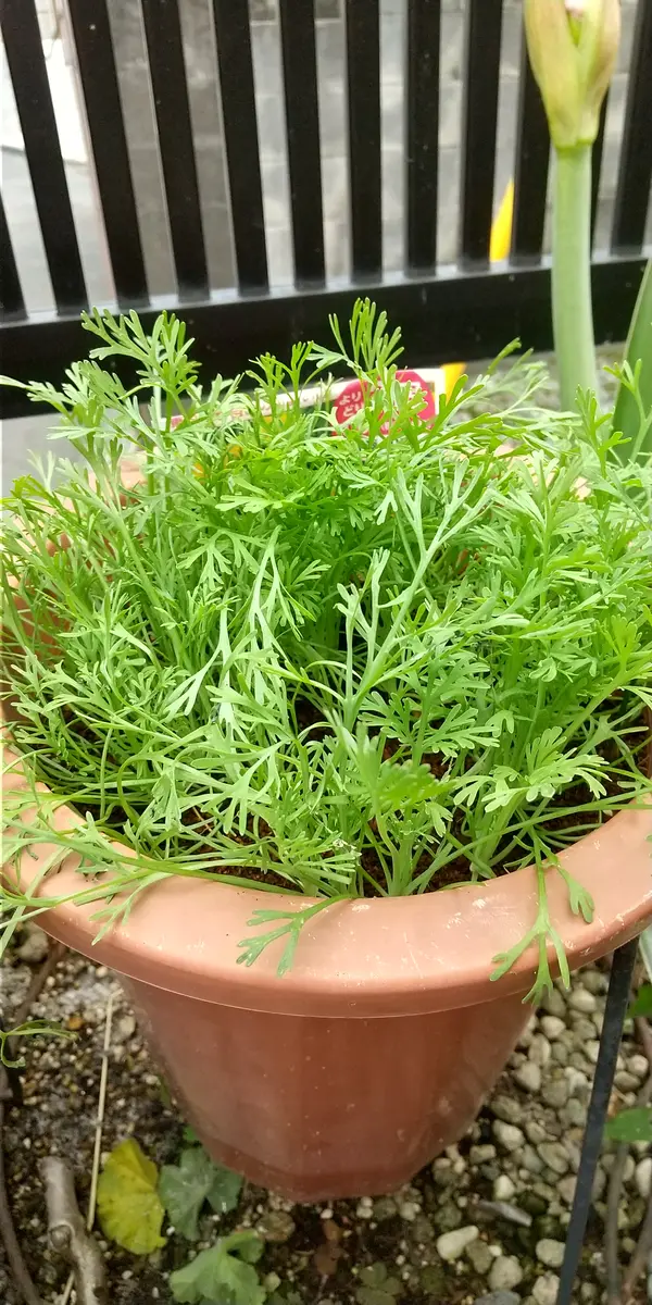 庭木を抜いてひっくり返した土にどうせだからと百均の巻きっぱ  