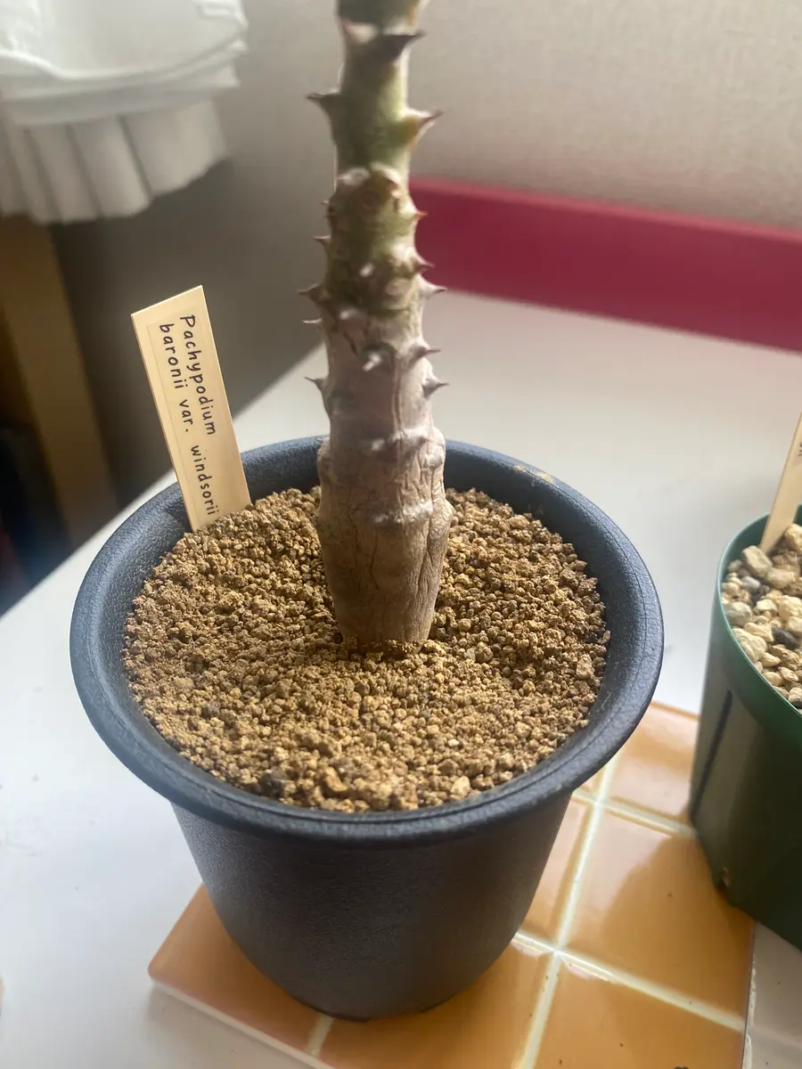 パキポディウムについて教えてください1月にこちらでご相談さ｜園芸