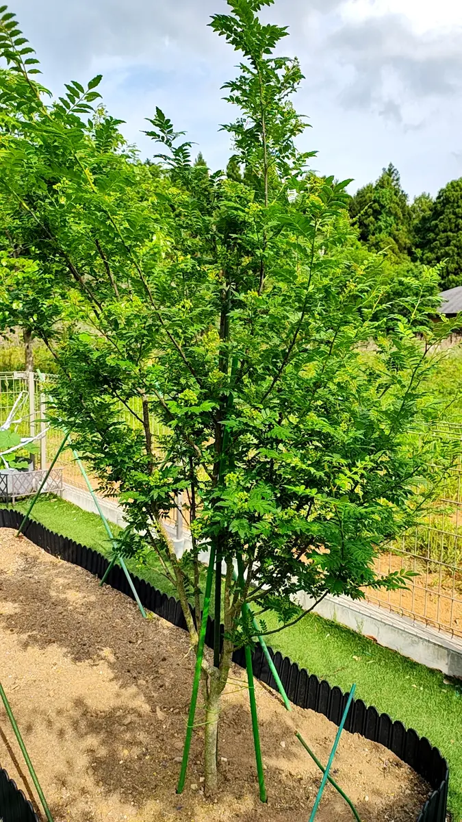 朝倉山椒の実生苗は育てたら何になるのか？朝倉山椒接ぎ木2年