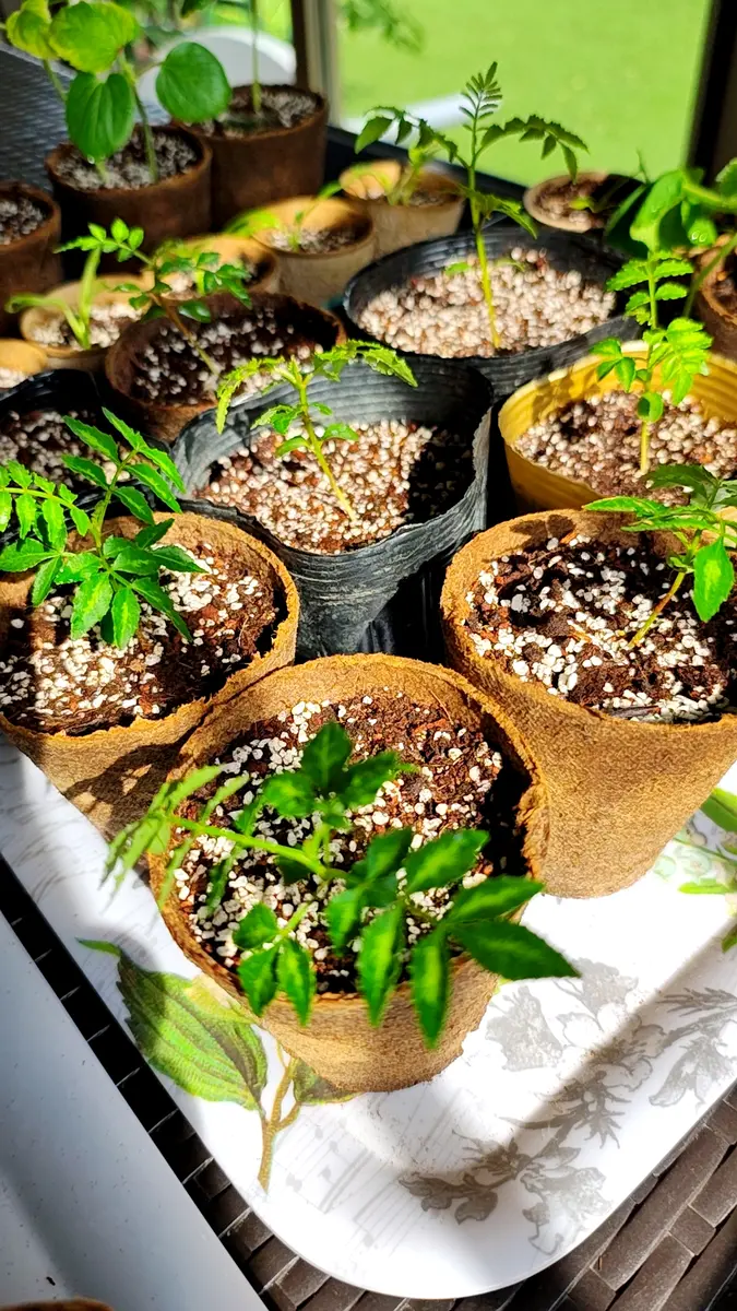 朝倉山椒の実生苗は育てたら何になるのか？朝倉山椒接ぎ木2年