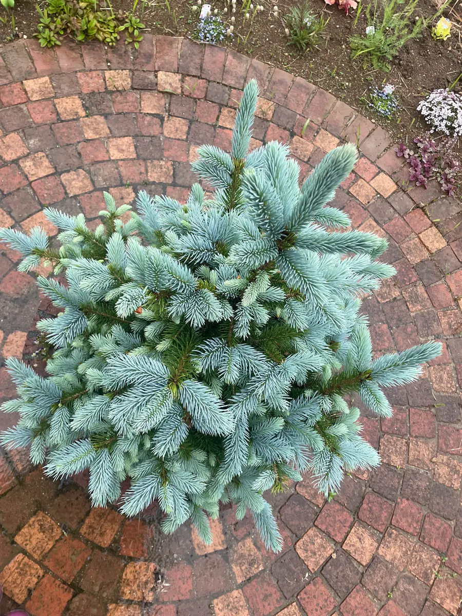 数年前にもみの木とだけ書かれてスーパーで購入したこちらの木