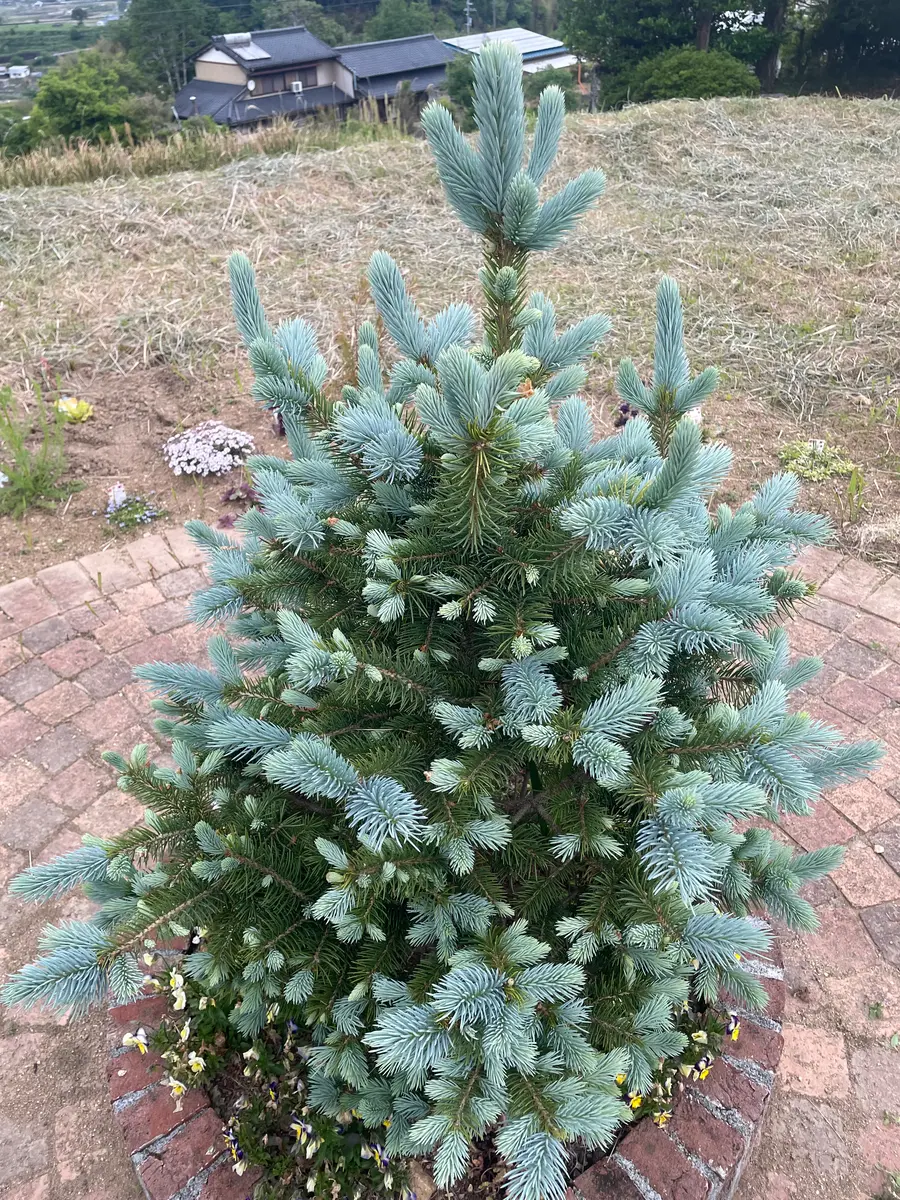 数年前にもみの木とだけ書かれてスーパーで購入したこちらの木