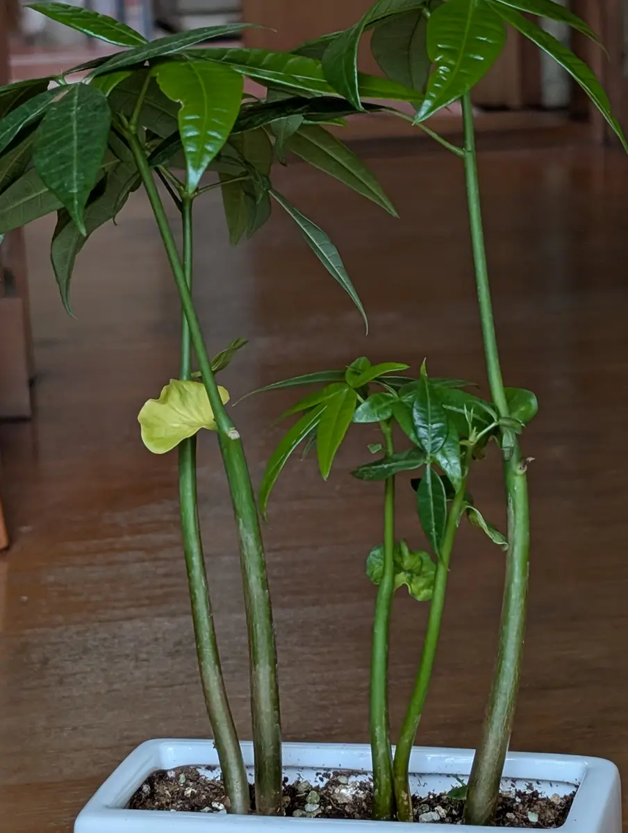 教えてください！4日前に購入した実生パキラの鉢植え5号鉢で｜園芸