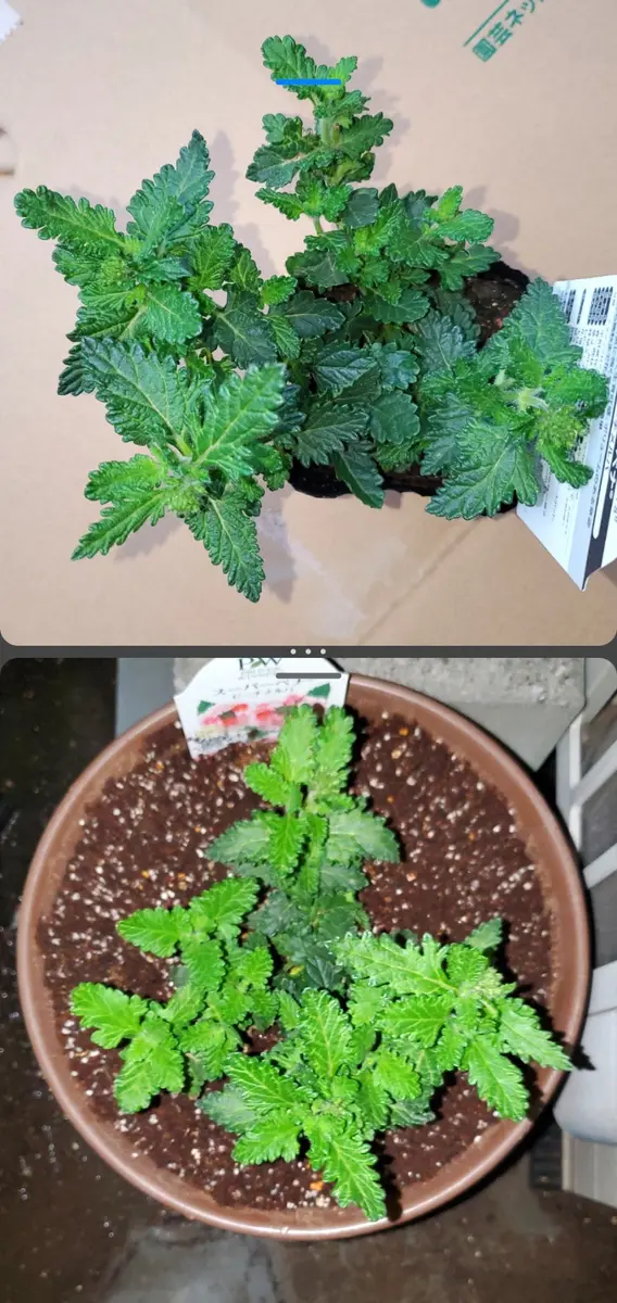 ３年植え替えしていない 氷山 3年植え替えしていない 氷山 アガベ