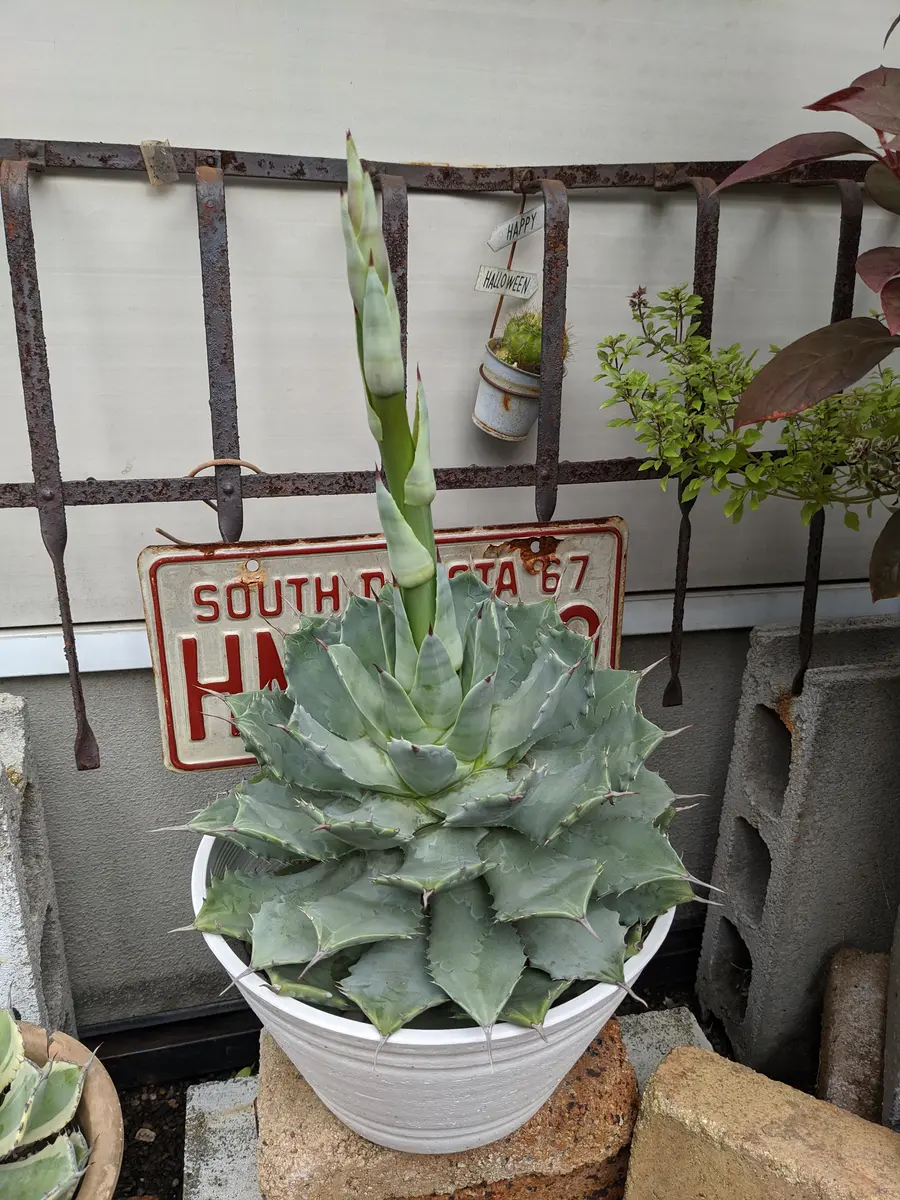 2年前の夏に、ホームセンターでアガベを買って、日当たり良好  