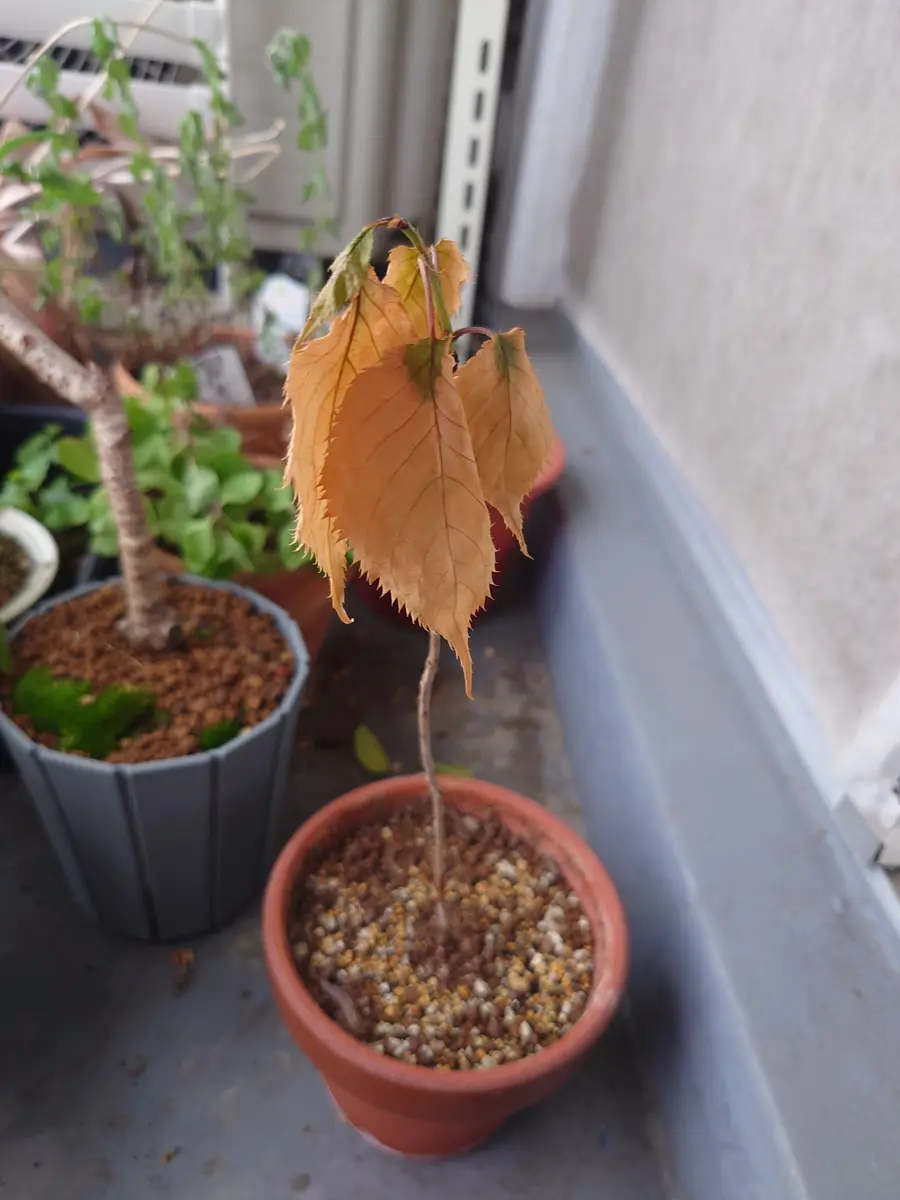 御衣黄桜です。苗木をこの4月に購入しました。購入時に植え 御衣黄桜です。苗木をこの4月に購入しました。購入時に植え