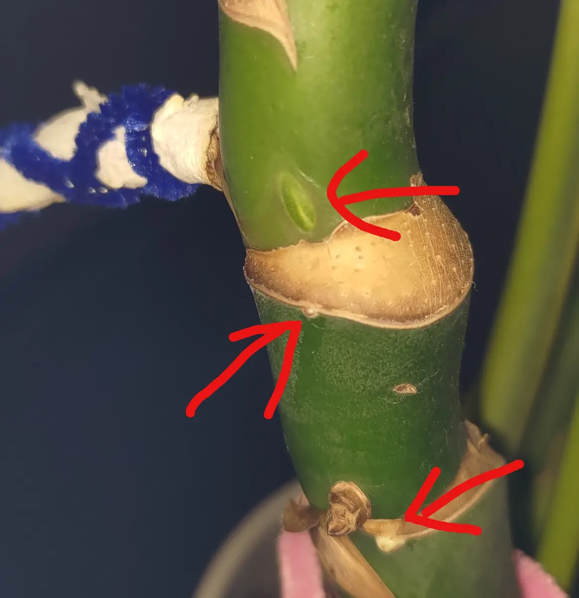 モンステラの新芽・成長点について写真に描いた矢印の部分は全