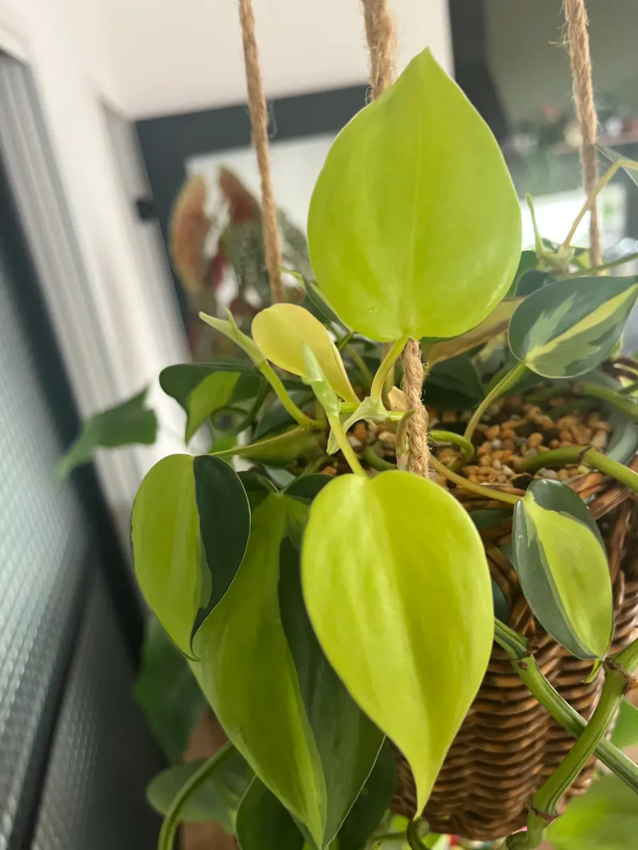 観葉植物にハマり一年になります。去年の夏に購入し、すくすく 