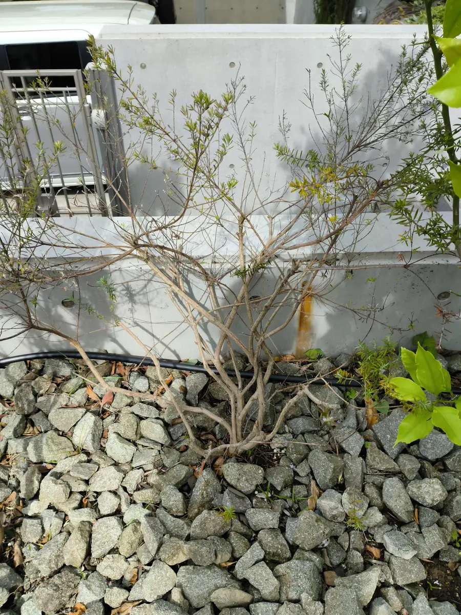 ウエストリンギア　掘り立て出荷してます。 ウエストリンギアを2株ほど植えていますが、うまく育てることが
