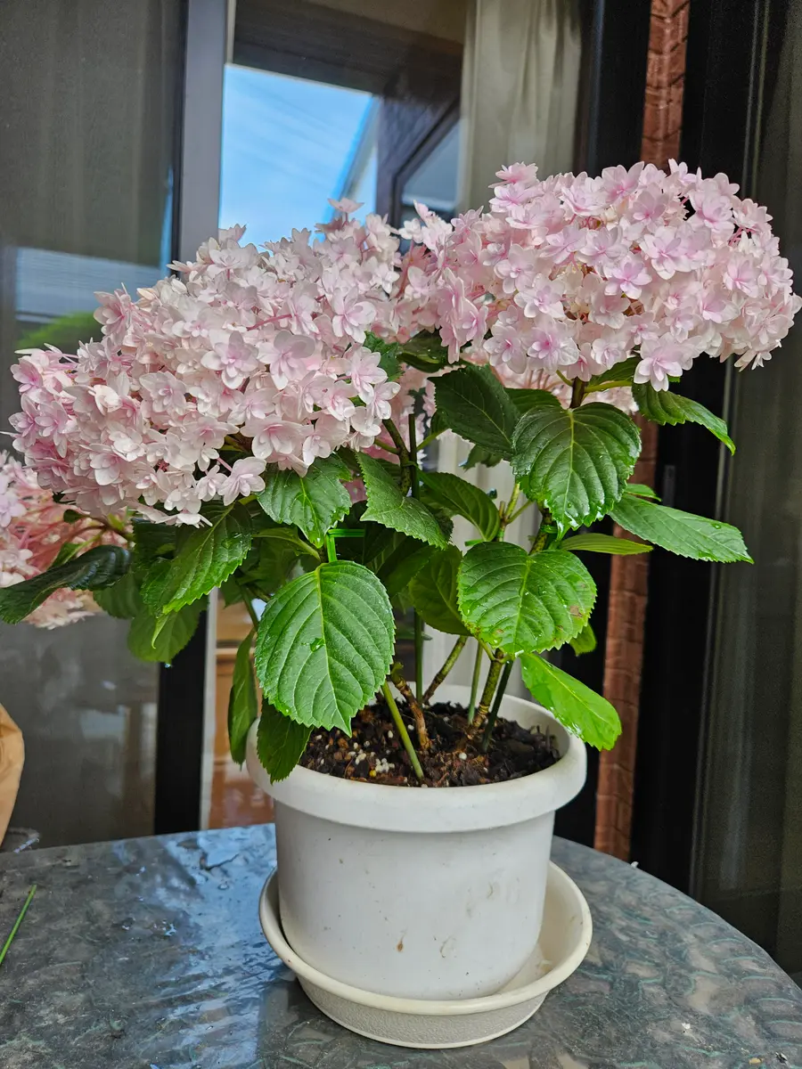 母の日に貰った紫陽花てまりてまりです、鉢が小さいので一回り